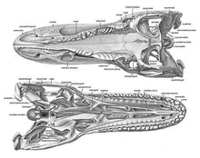 Load image into Gallery viewer, Allosaurus: Adult Allosaurus Skeleton cast replica