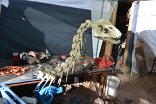 Load image into Gallery viewer, Bellusaurus Skeleton cast replica dinosaur skull skeleton
