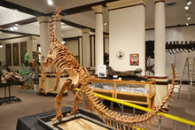 Load image into Gallery viewer, Bellusaurus Leg cast replica dinosaur