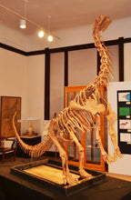 Load image into Gallery viewer, Bellusaurus Leg cast replica dinosaur