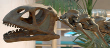 Load image into Gallery viewer, Bellusaurus Skeleton cast replica dinosaur skull skeleton