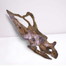 Load image into Gallery viewer, Chasmosaurus Skull cast replica dinosaur skull
