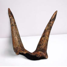 Load image into Gallery viewer, Triceratops Horns cast replica (double horn)