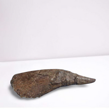 Load image into Gallery viewer, Triceratops Horn cast replica TMF T101