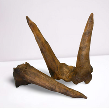 Load image into Gallery viewer, Triceratops Horns cast replica (double horn)