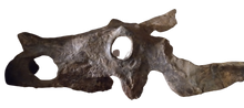 Load image into Gallery viewer, Brachyceratops Fossil Dinosaur skull for sale