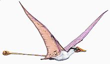 Load image into Gallery viewer, Campylognathoides
Pterodactyloid Pterosaur (Pterosaur #7)