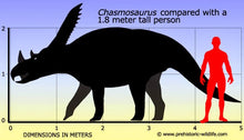 Load image into Gallery viewer, Chasmosaurus Skull cast replica dinosaur skull