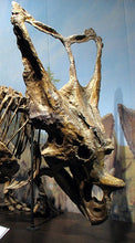Load image into Gallery viewer, Chasmosaurus Skull cast replica dinosaur skull