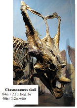 Load image into Gallery viewer, Chasmosaurus Skull cast replica dinosaur skull