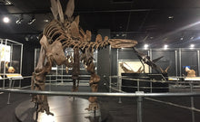 Load image into Gallery viewer, Stegosaurus Skeleton cast replica #2 AMNH