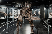 Load image into Gallery viewer, Stegosaurus Skeleton cast replica #2 AMNH