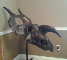 Load image into Gallery viewer, Einiosaurus Adult skull cast replica