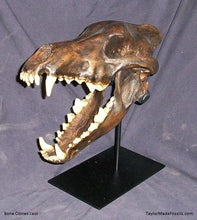 Laden Sie das Bild in den Galerie-Viewer, Dire Wolf Skull cast replica Tarpit finish (item #BC-020T) Skull cast replica reproduction Taylor Made Fossils 2024