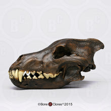 Laden Sie das Bild in den Galerie-Viewer, Dire Wolf Skull cast replica Tarpit finish (item #BC-020T) Skull cast replica reproduction Taylor Made Fossils 2024