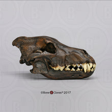 Laden Sie das Bild in den Galerie-Viewer, Dire Wolf Skull cast replica Tarpit finish (item #BC-020T) Skull cast replica reproduction Taylor Made Fossils 2024