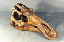 Load image into Gallery viewer, Juvenile Maiasaurus  Skull cast replica dinosaur