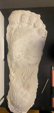Cargar imagen en el visor de la galería, 1967 New Bigfoot Patterson "Patty #2" track footprint cast