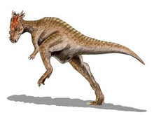 Load image into Gallery viewer, Dracorex hogwartsia skull cast replica