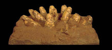 Load image into Gallery viewer, Protoceratops Egg nest Cast Replica Dinosaur Reproductions