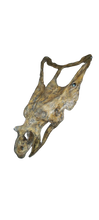 Load image into Gallery viewer, Chasmosaurus Skull cast replica dinosaur skull