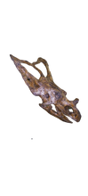 Load image into Gallery viewer, Chasmosaurus Skull cast replica dinosaur skull