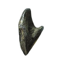 Load image into Gallery viewer, Triceratops: Medium Triceratops Tooth cast replica with root