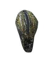 Load image into Gallery viewer, Triceratops: Medium Triceratops Tooth cast replica with root