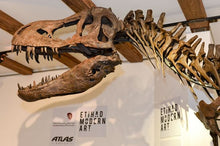 Cargar imagen en el visor de la galería, Tinker the T.rex skeleton cast replica T-rex Tinker Juvenile Trex