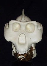 Load image into Gallery viewer, Gigantopithecus skull #1 Gigantopithecus blacki Reconstruction Price updated 2023