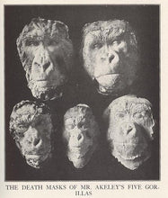 画像をギャラリービューアに読み込む, Gorilla Bust Death Cast Life cast #3  Carl Akeley Gorilla Death Mask