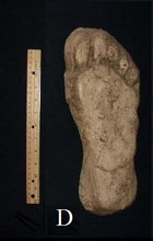 Load image into Gallery viewer, 1982 Grays Harbor Hereford Bigfoot print cast "D"