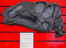 Load image into Gallery viewer, Gryposaurus Skull Plaque cast replica Dinosaur