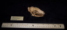 Load image into Gallery viewer, Hesperocyon gregarius skull cast replica (item #RF012)