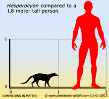 Load image into Gallery viewer, Hesperocyon gregarius skull cast replica (item #RF012)