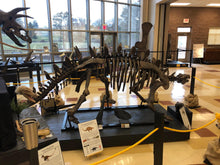 Load image into Gallery viewer, Stegosaurus skeleton cast replica #3 Huayangosaurus / Tuojiangosaurus