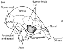画像をギャラリービューアに読み込む, Prenocephale skull cast replica Dinosaur reproductive