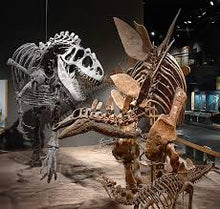 Load image into Gallery viewer, Stegosaurus skeleton cast replica #1