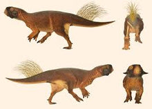 Load image into Gallery viewer, Psittacosaur Dinosaur Replica Dinosaur skeleton panel cast in matrix