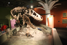 Load image into Gallery viewer, T-rex: Ivan the T.rex skeleton cast replica