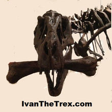 Load image into Gallery viewer, T-rex: Ivan the T.rex skeleton cast replica