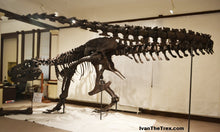 Load image into Gallery viewer, T-rex: Ivan the T.rex skeleton cast replica