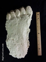 Cargar imagen en el visor de la galería, 2001 Keuterville, Idaho Bigfoot print cast