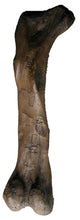 Load image into Gallery viewer, T.rex femur cast replica #3 Hank the T-Rex
