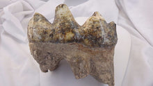 Load image into Gallery viewer, Mastodon tooth cast replica #2 Pleistocene. Ice Age