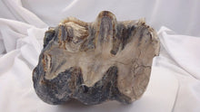 Load image into Gallery viewer, Mastodon tooth cast replica #2 Pleistocene. Ice Age