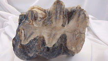 Load image into Gallery viewer, Mastodon tooth cast replica #2 Pleistocene. Ice Age