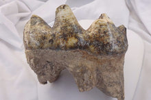 Load image into Gallery viewer, Mastodon tooth cast replica #2 Pleistocene. Ice Age