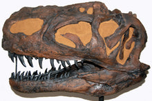 Load image into Gallery viewer, Monolophosaurus dinosaur skull cast replica #2