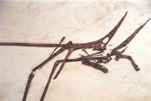 Load image into Gallery viewer, Nyctosaurus sp skeleton dig panel cast (RF032) cast Replica Reproduction